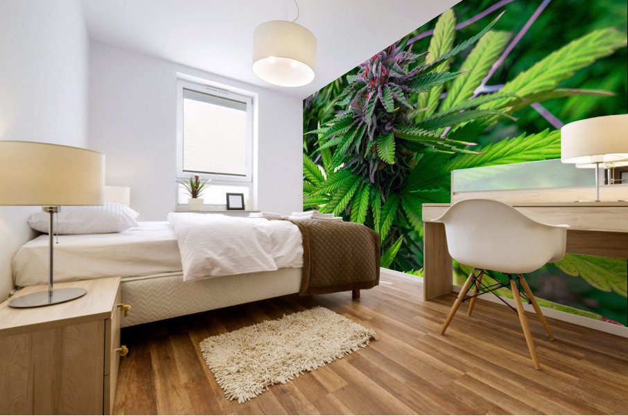 Cannabista  3 Mural print