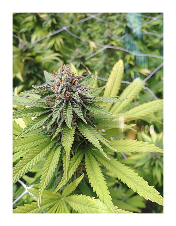 Cannabis  Picture Frame print