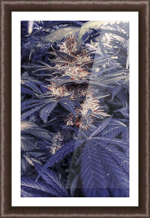 Legalize  Picture Frame print