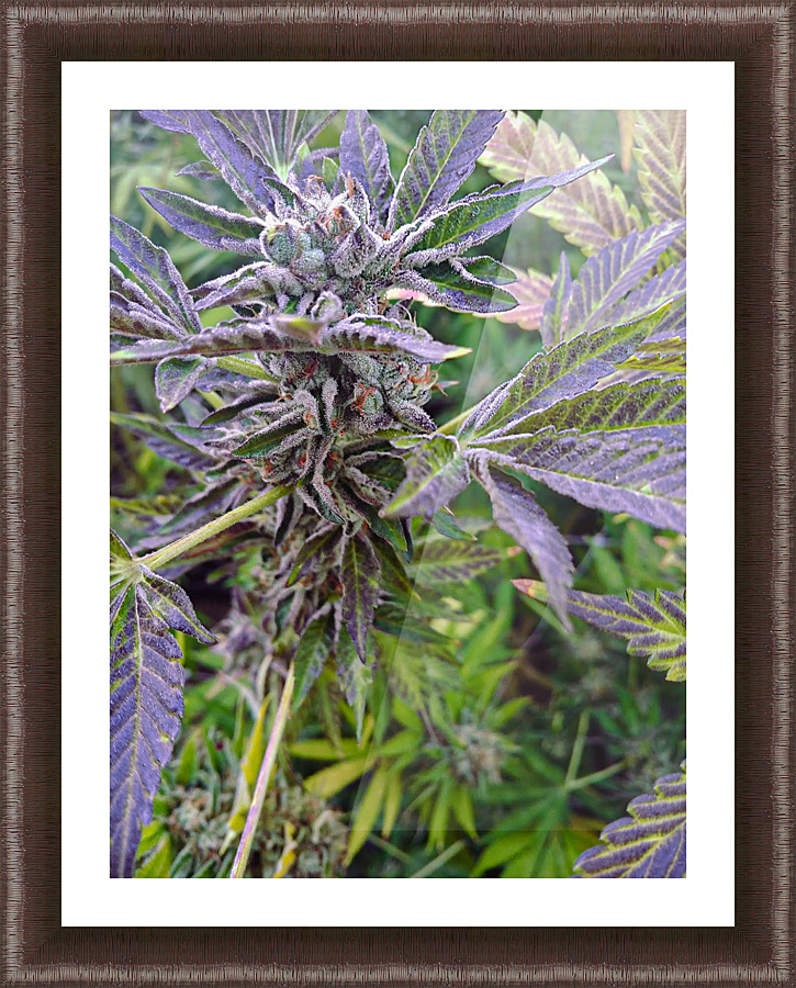 420   Picture Frame print