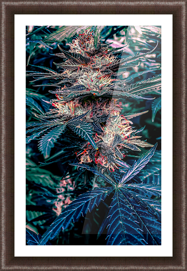 Cannabista 1 Picture Frame print