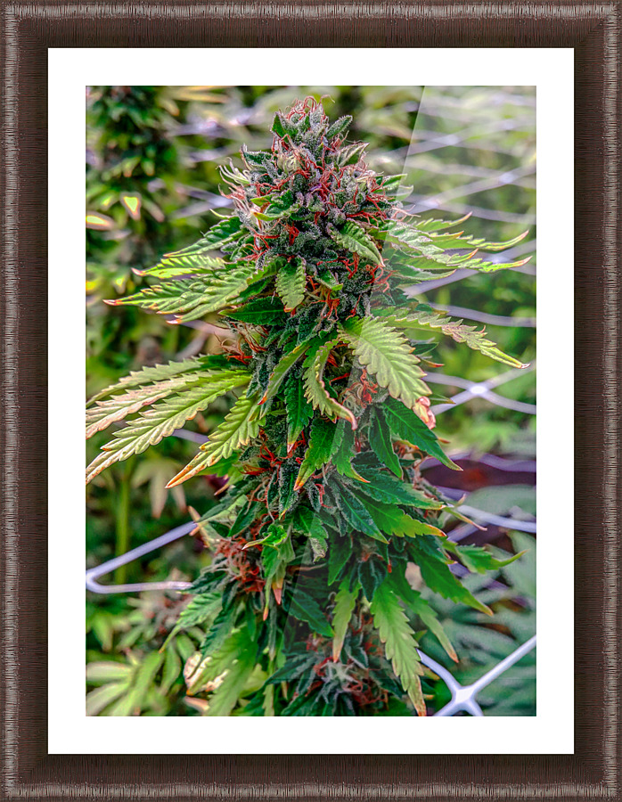 Untitled 18 Picture Frame print