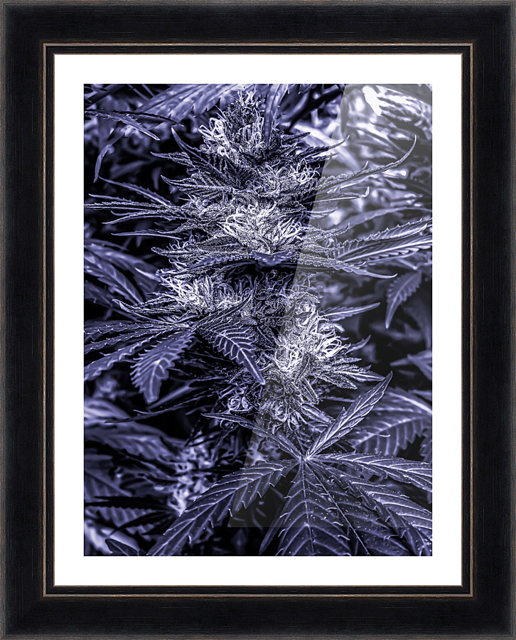 Cannabista  1 Picture Frame print