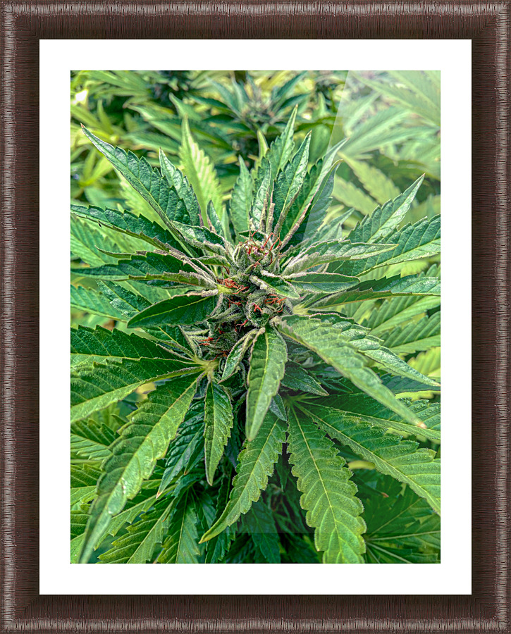 Cannabista  2 Picture Frame print