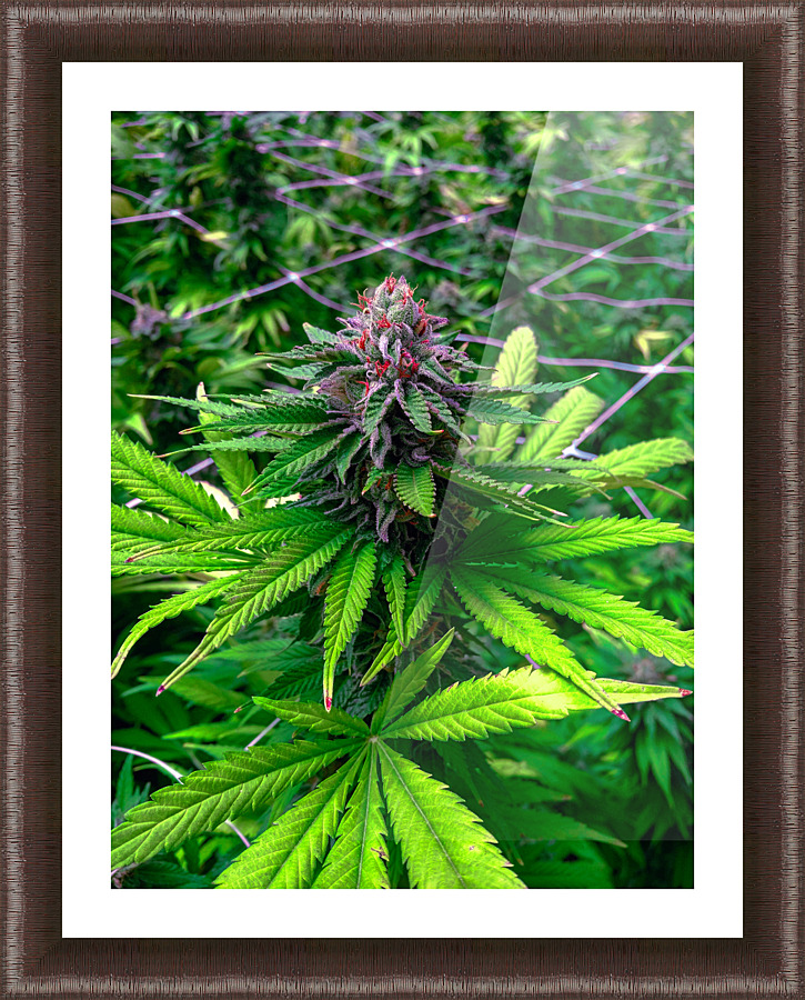 Cannabista  3 Picture Frame print