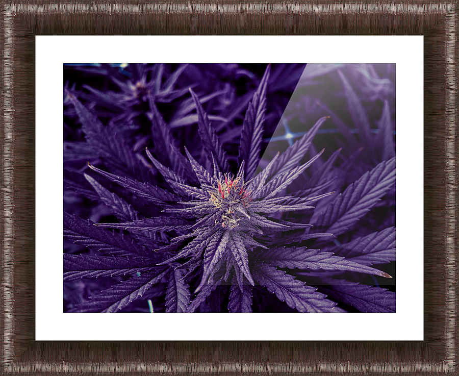 Untitled 20 Picture Frame print