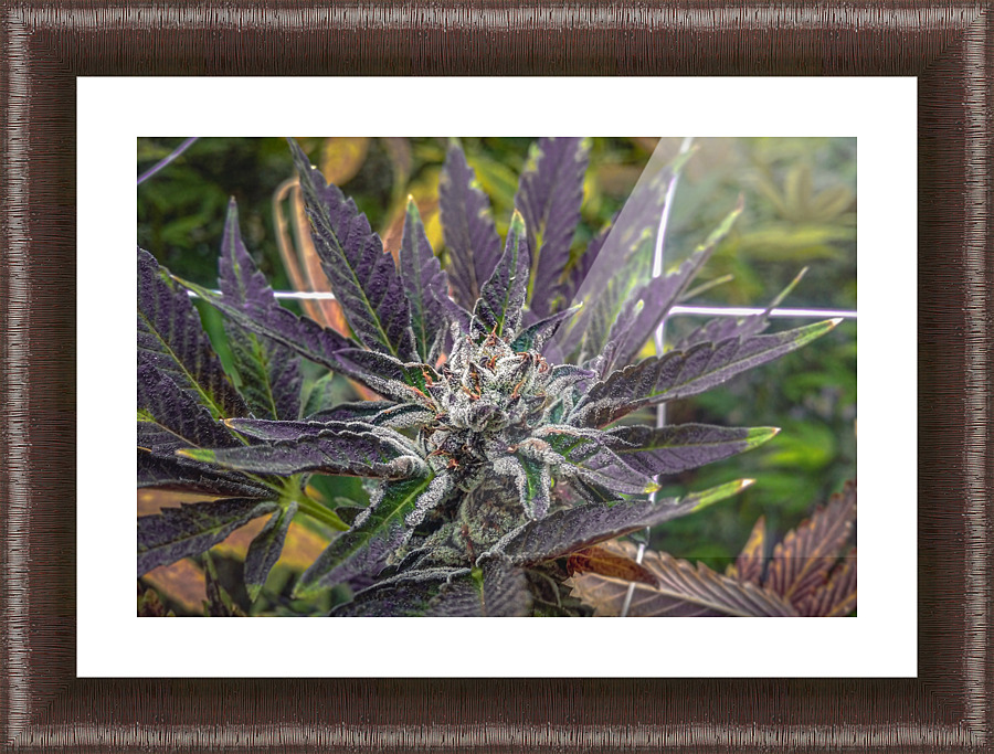 Sunset 420 Picture Frame print