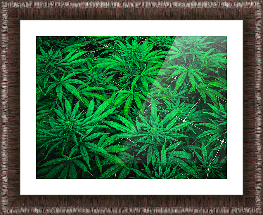 Ganja Pharma Picture Frame print