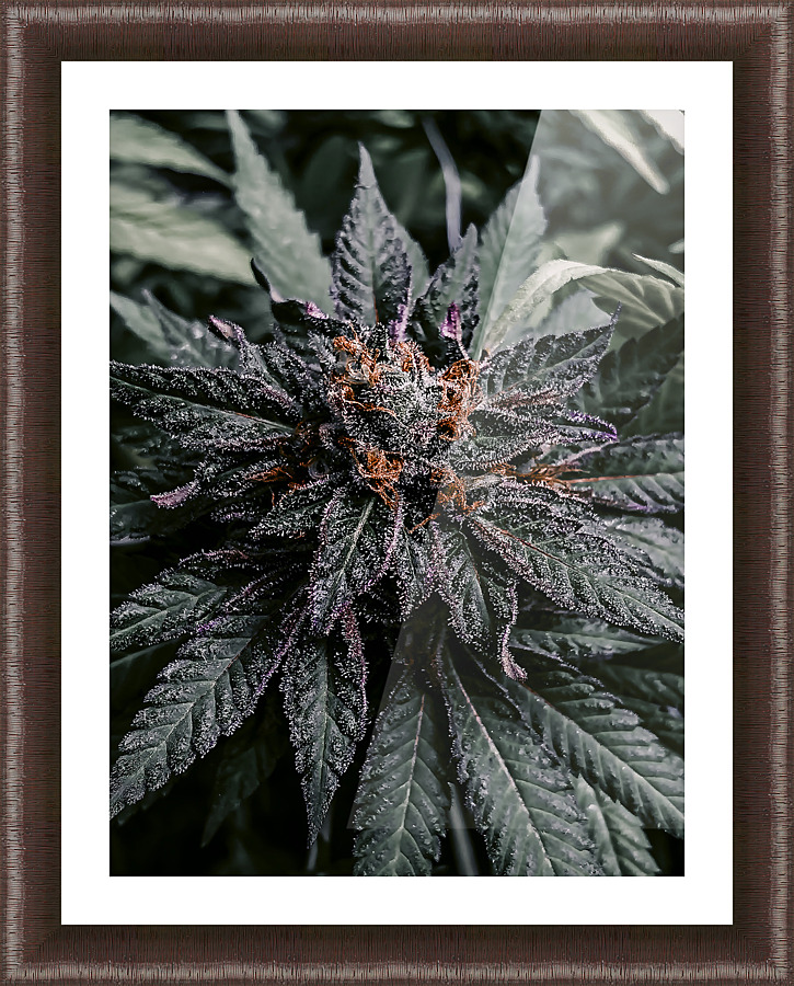 Too Stoned  Picture Frame print