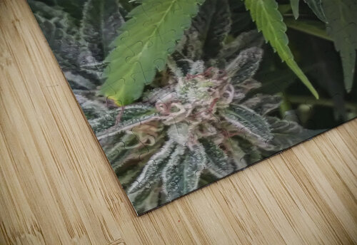420 Love Cannabis puzzle