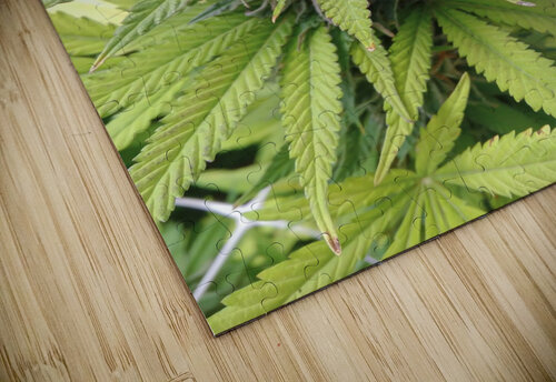 Cannabis  Cannabis puzzle