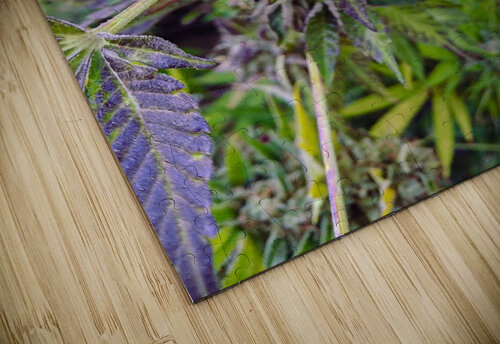 420   Cannabis puzzle