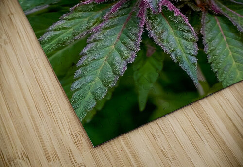Untitled 17 Cannabis puzzle