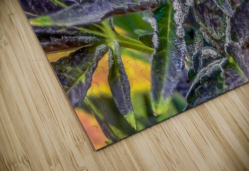 Untitled 16 Cannabis puzzle