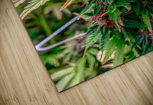 Untitled 18 Cannabis puzzle