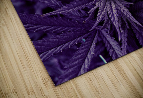 Untitled 20 Cannabis puzzle