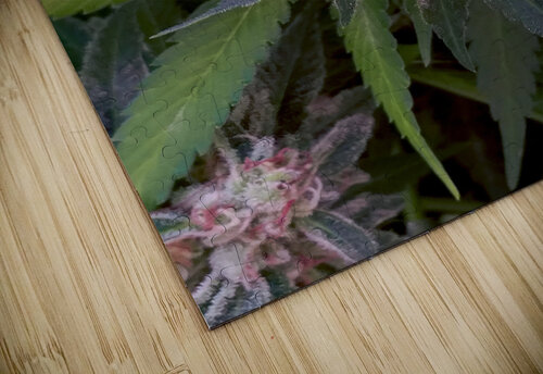Legacy Grower Cannabis puzzle