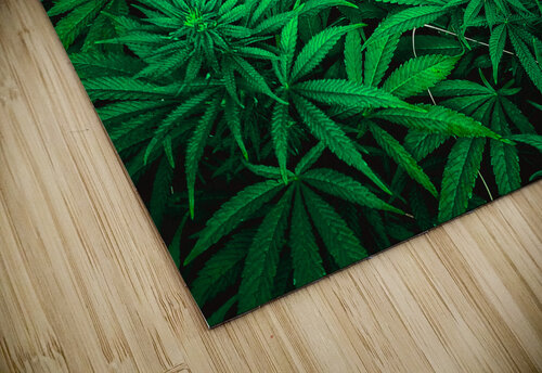 Ganja Pharma Cannabis puzzle