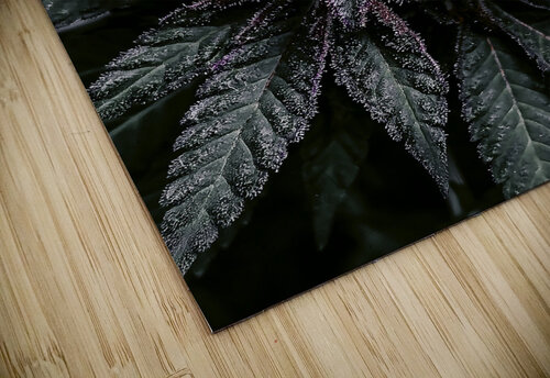 Too Stoned  Cannabis puzzle