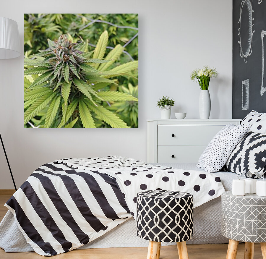 Cannabis  Reproduction