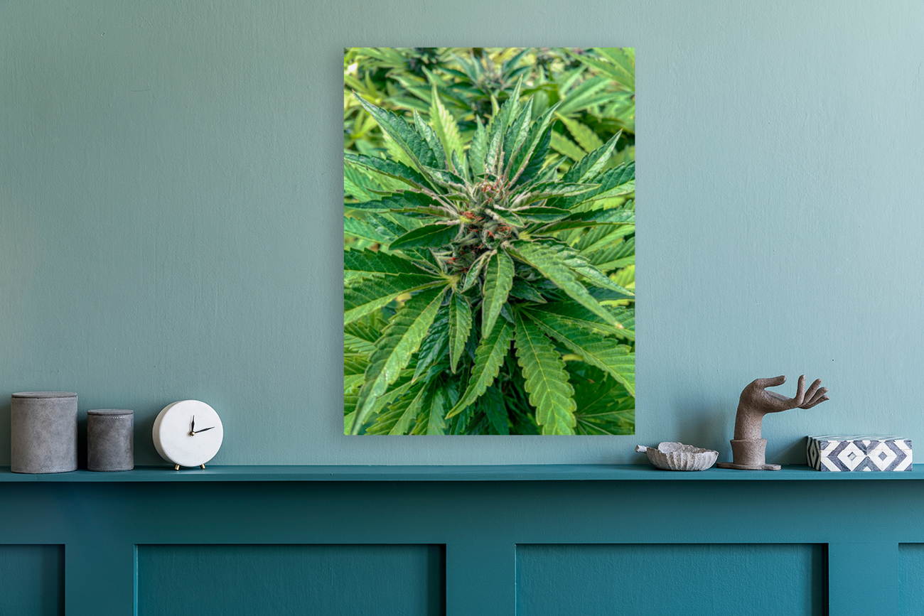 Cannabista  2 Reproduction
