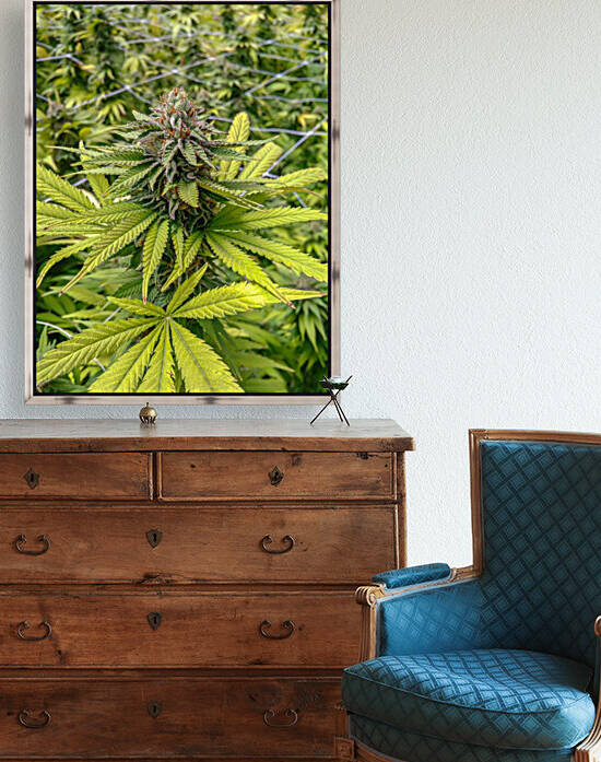 Garden of Eden  by Cannabis
