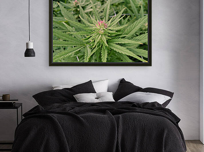 Organic CBD Remedy  by Cannabis