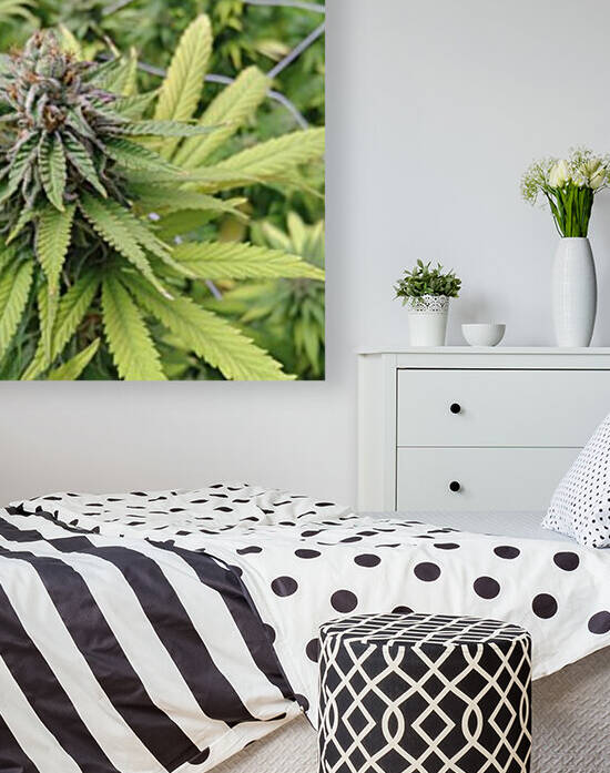 Cannabis  by Cannabis