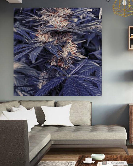 Legalize  by Cannabis