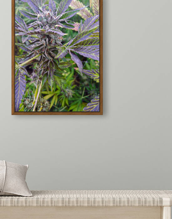 420   Reproduction