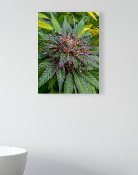Untitled 17 by Cannabis