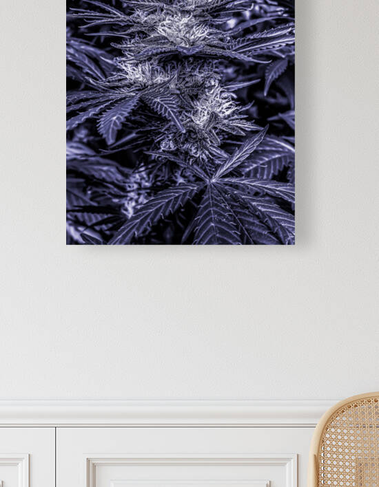 Cannabista  1 Reproduction