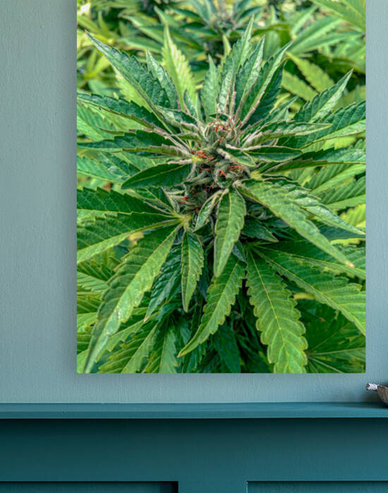 Cannabista  2 Reproduction