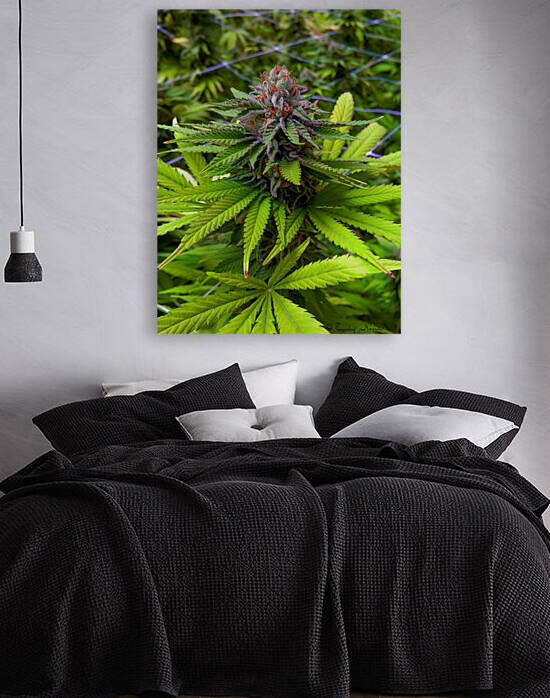 Cannabistax 22 by Cannabis