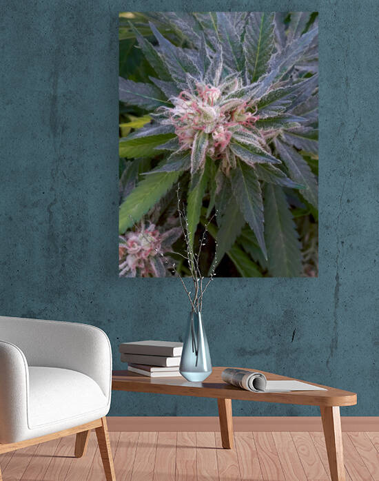 Legacy Grower by Cannabis
