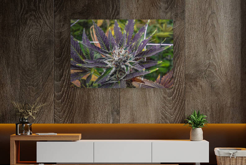 Sunset 420 Reproduction