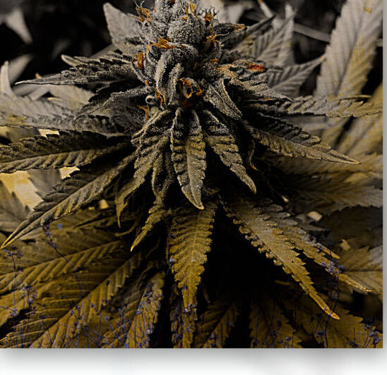 PSX 20220428 204340 by Cannabis