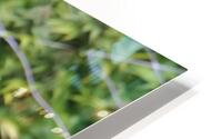 Cannabis  HD Metal print