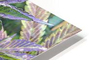420   HD Metal print
