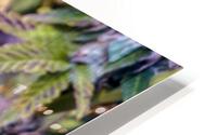 Untitled 15 HD Metal print