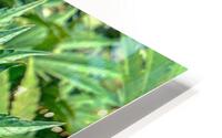 Cannabista  2 HD Metal print