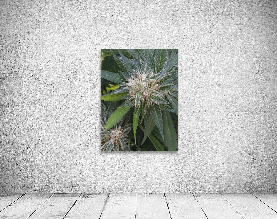 420 Love Wall Preview