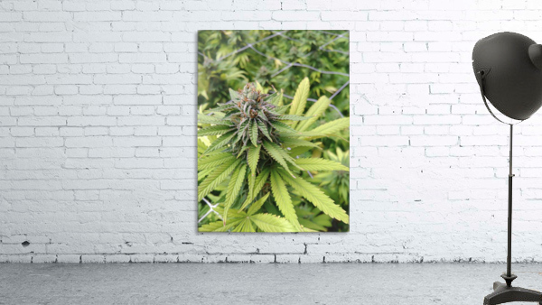 Cannabis  Wall Preview