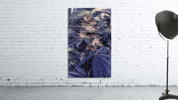 Legalize  Wall Preview