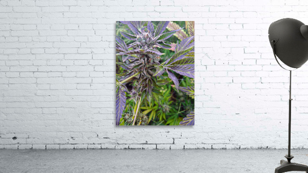 420   Wall Preview