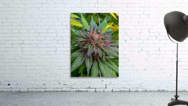 Untitled 17 Wall Preview