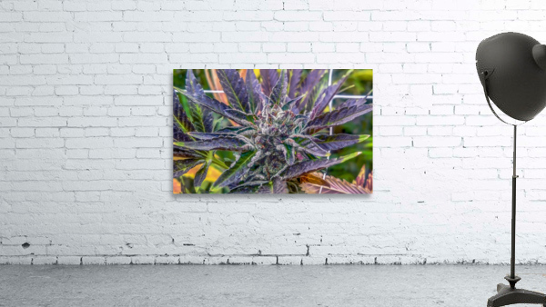Untitled 16 Wall Preview