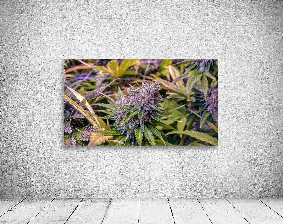 Untitled 15 Wall Preview