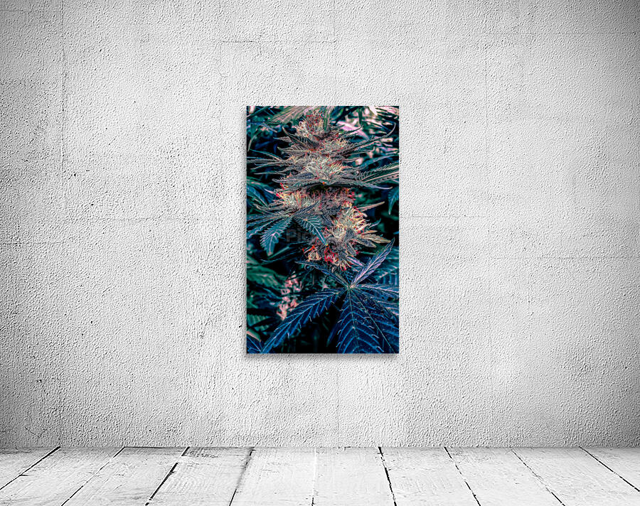 Cannabista 1 Wall Preview
