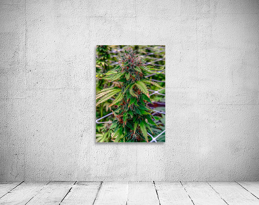 Untitled 18 Wall Preview